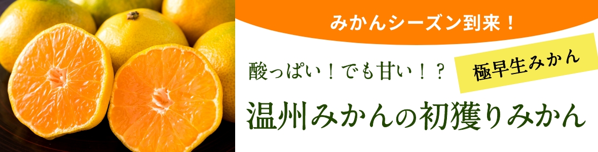 みかん産直 南の果樹園ニュウズ｜愛媛みかん・温州みかんの通販