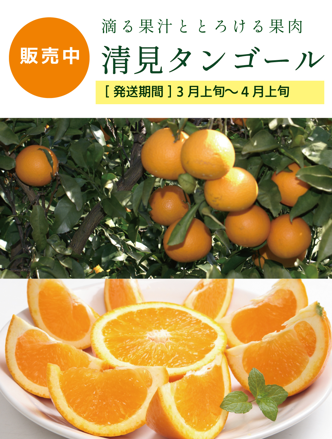 清見タンゴール　清見オレンジ
