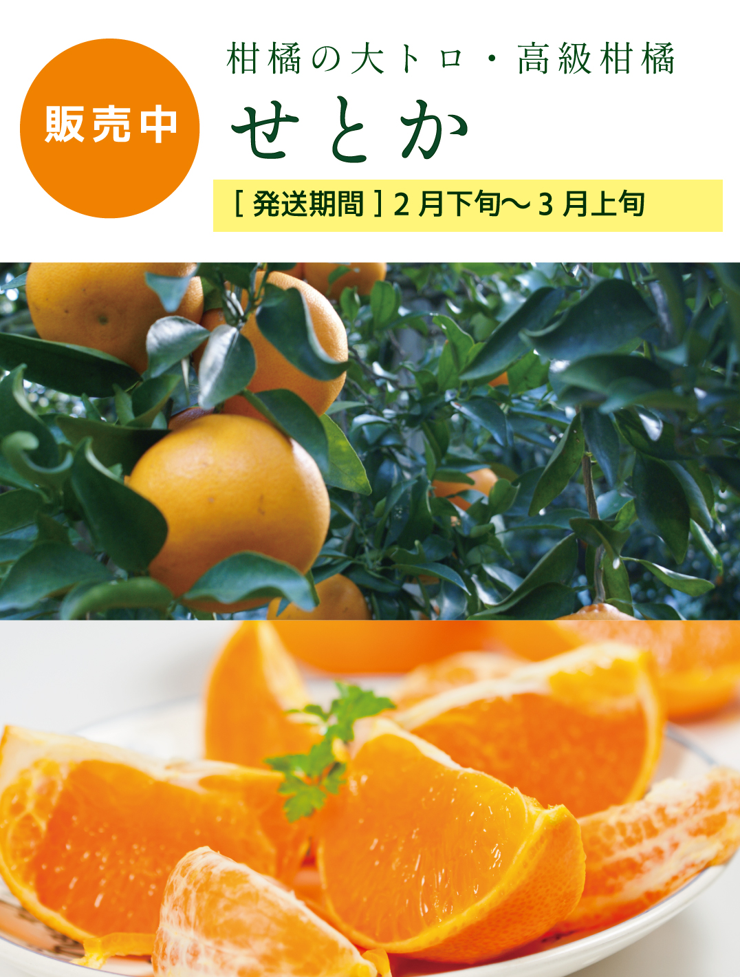 せとか