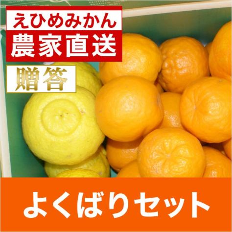 はるか | みかん産直 南の果樹園ニュウズ